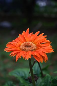 Orange Daisy Royalty Free Stock Photo Orange Daisy Royalty Free Stock Photo