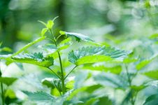 A Branch Of Nettle Stock Image A Branch Of Nettle Stock Image