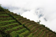 Rice Terraces Royalty Free Stock Photos