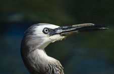 Head Of A White-faced Heron Royalty Free Stock Photography