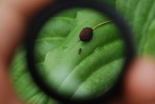 Ant Stock Photo