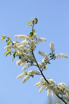 Bird Cherry Royalty Free Stock Photos Bird Cherry Royalty Free Stock Photos