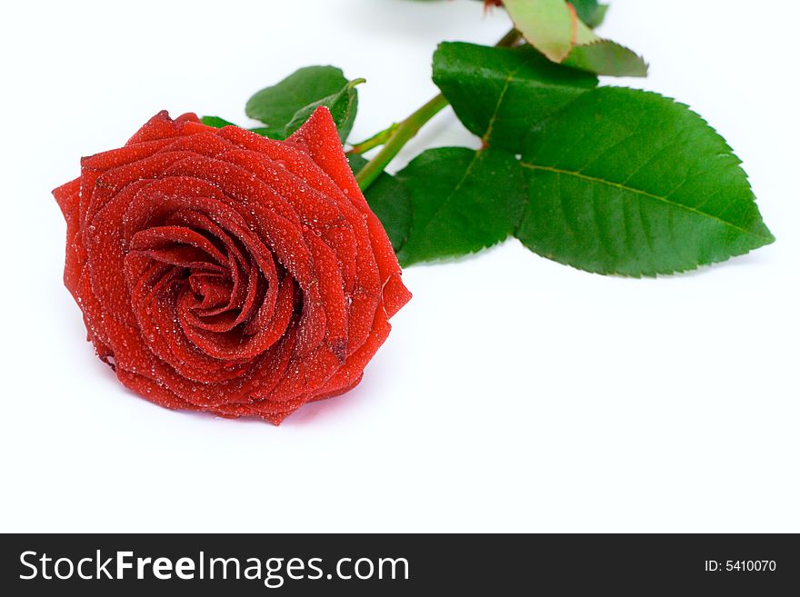 Red rose on a white isolated background