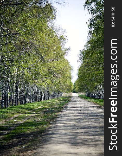 Birch trees lane. Almaty, Kazakhstan.