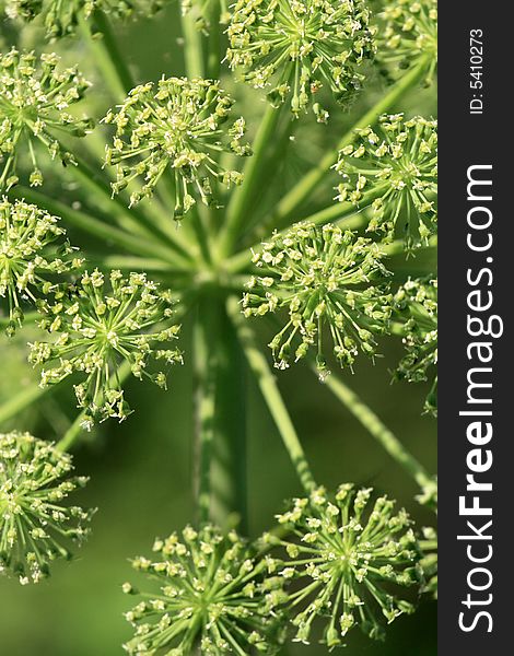 Close - up of a plant with shallow focus.