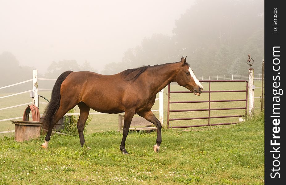 Horse profile on a misty morning. Horse profile on a misty morning