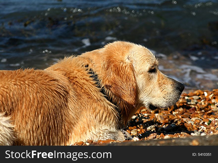Wet golden retriever resting on pebbled beach