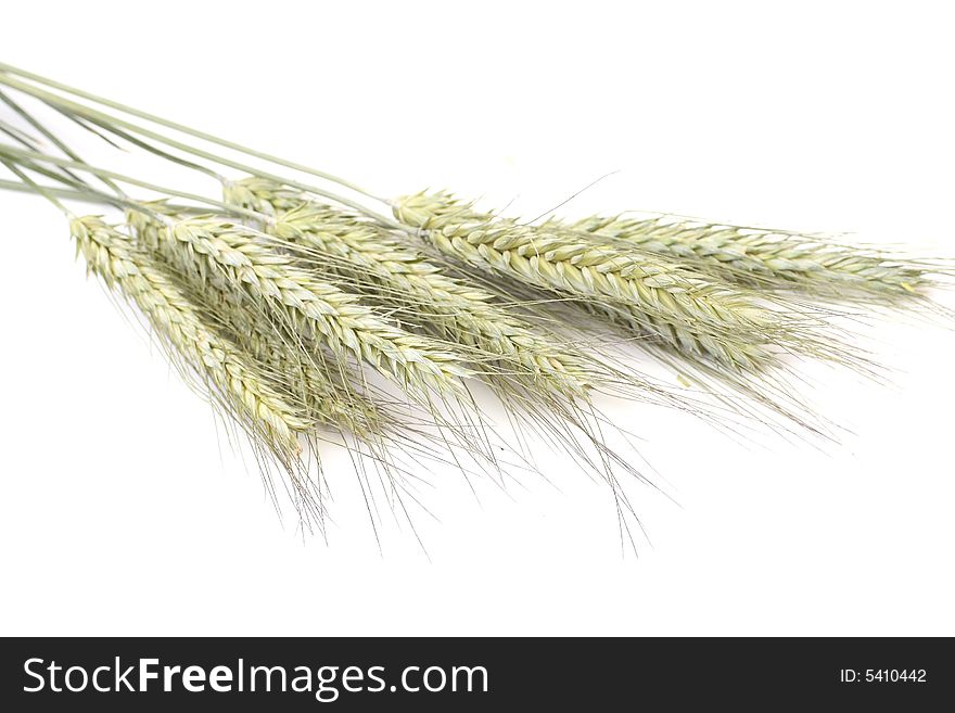 Some ears of wheat isolated on white