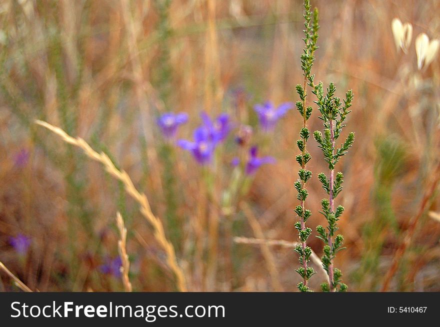 Plant with Flower Background