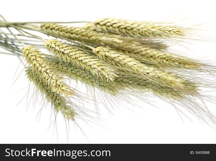 Some ears of wheat isolated on white with reflection