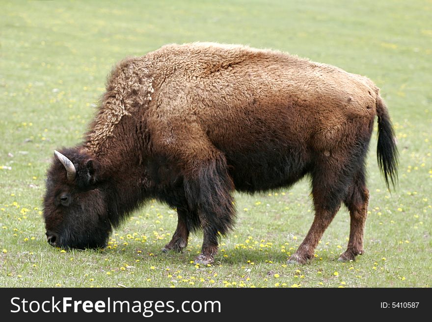 Full body of a Wyoming bison (or buffalo) grazing in a field in Grand Tetons National Park. Full body of a Wyoming bison (or buffalo) grazing in a field in Grand Tetons National Park