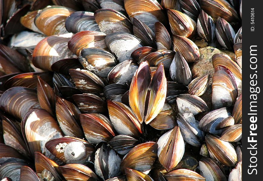 Mussels at the seaside with one open