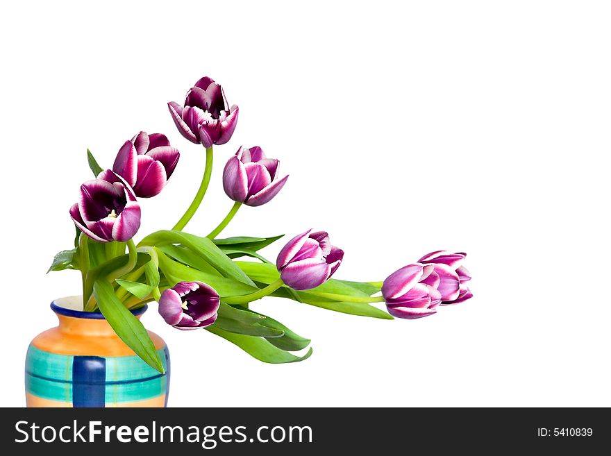 Tulips in the coloured vase