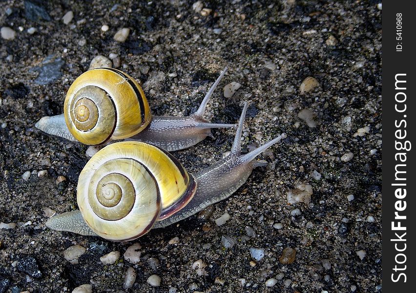 Two snails out for a stroll after a rain. Two snails out for a stroll after a rain.