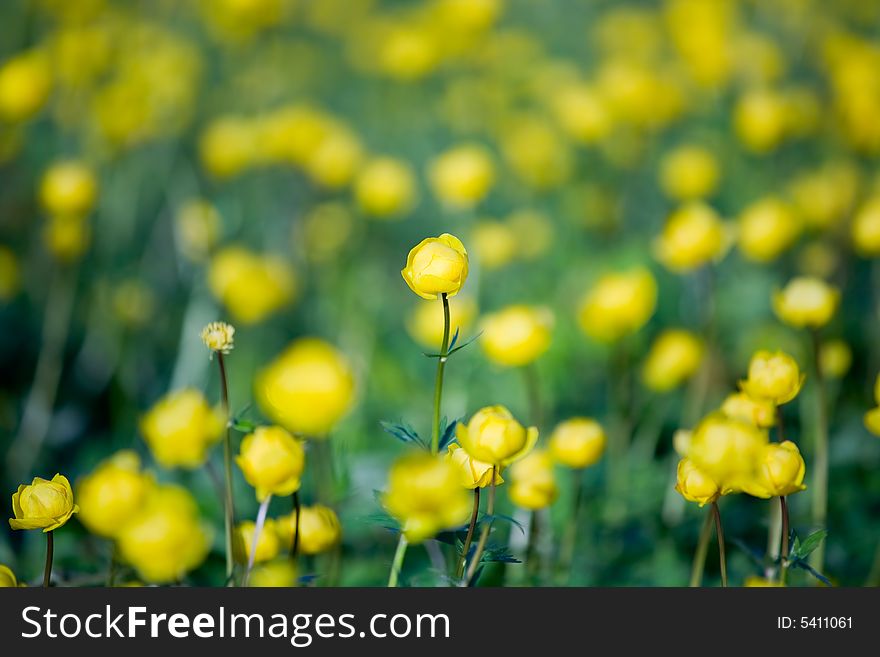 Field, with blossoming globe-flowers