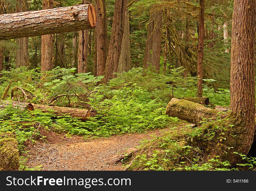 Hiking trail through coastal old growth rainforest. Hiking trail through coastal old growth rainforest