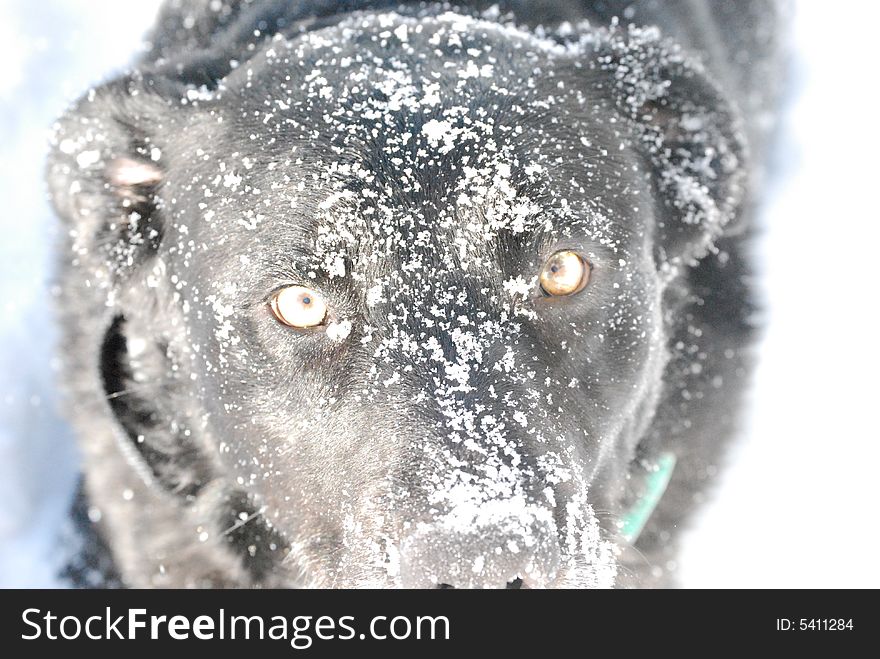 Playful snow covered dog in Winter. Playful snow covered dog in Winter