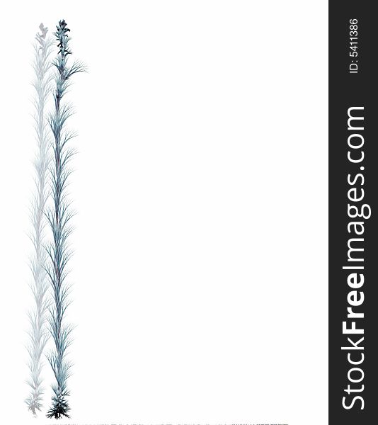 Blue Spruce Frosty Branches Edge for invitation or sign. Blue Spruce Frosty Branches Edge for invitation or sign