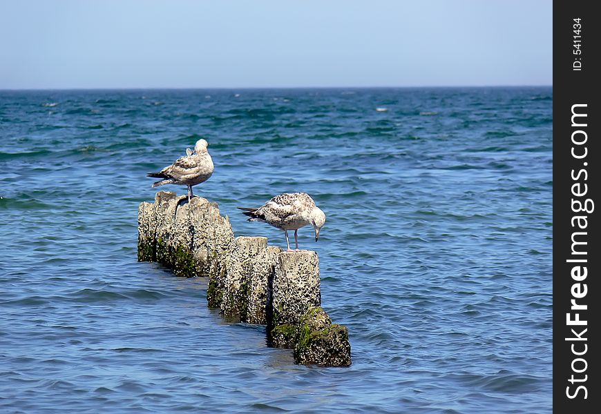 Closeup two sea gulls sitting on the wooden breakwater.