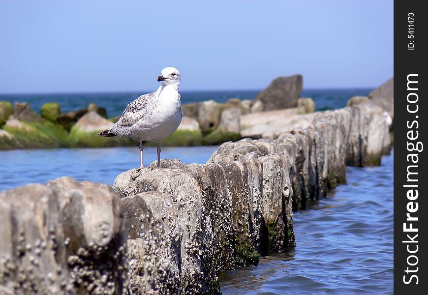 Closeup sea gull sitting on the wooden breakwater.