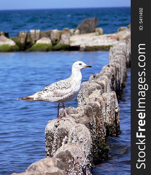 Closeup sea gull sitting on the wooden breakwater.