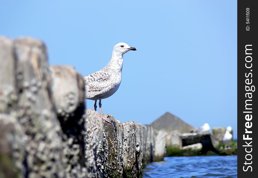 Closeup sea gull sitting on the wooden breakwater.