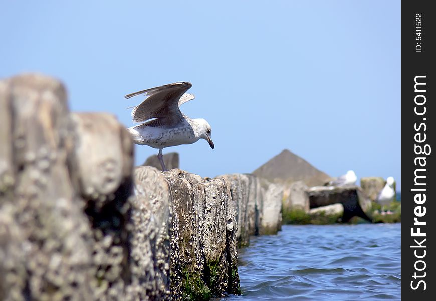 Closeup sea gull sitting on the wooden breakwater.