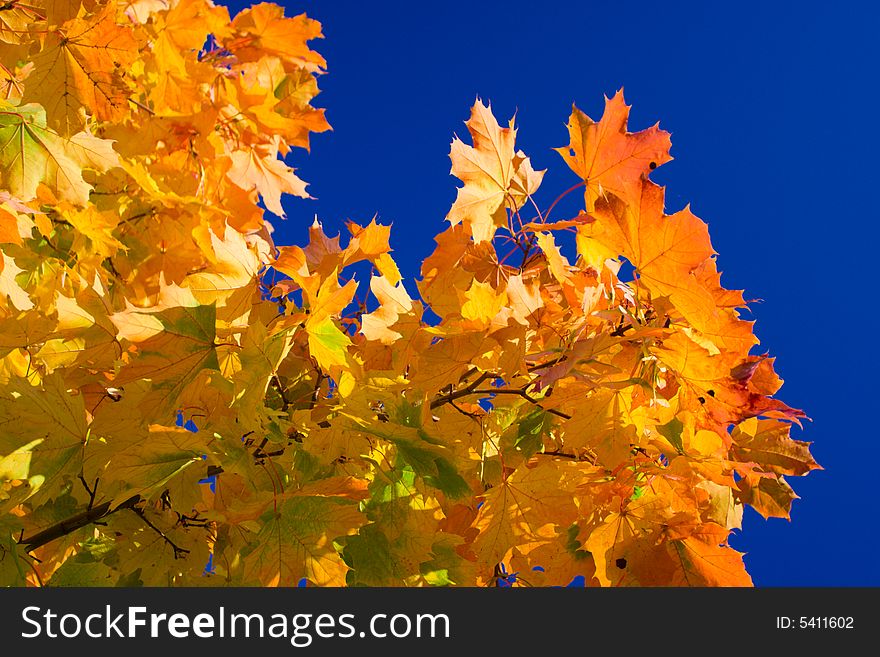 Maple leaves on a background of the blue sky