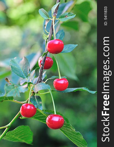 Sour red cherry on tree wait for eat.