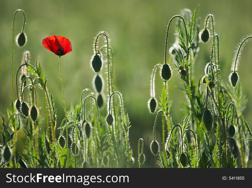 One red poppy on a field in beams of the sun. One red poppy on a field in beams of the sun