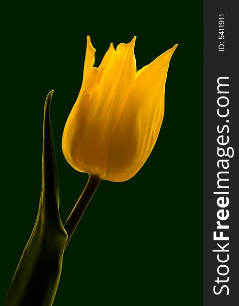 Tulip On Green