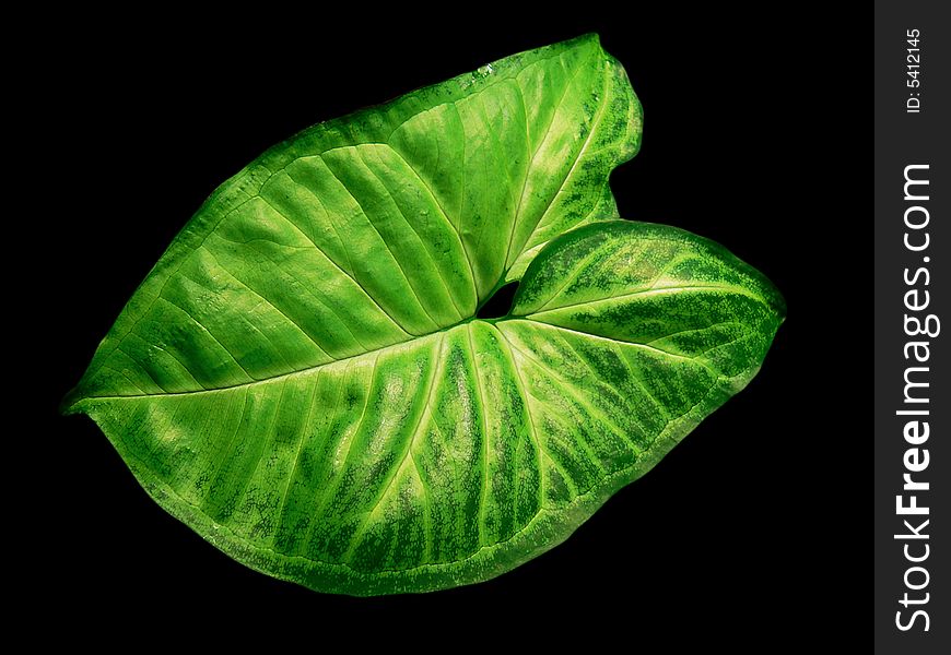 Green Leaf Syngonium Isolated