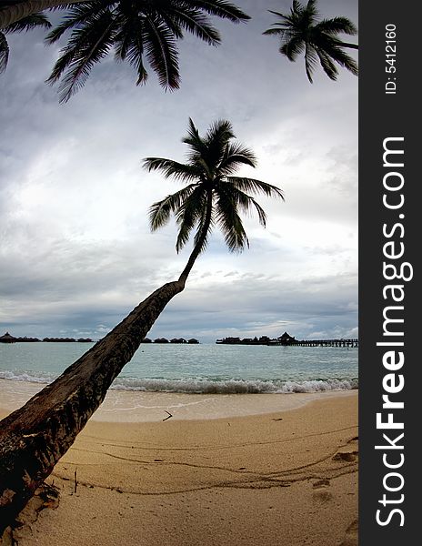 Tropical seascape with palm tree, sea and beautiful resort.