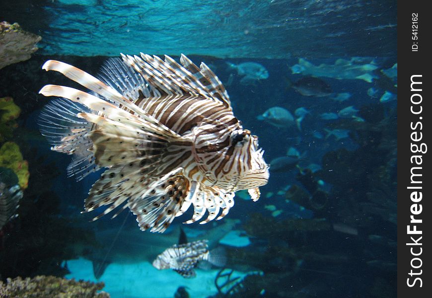 A brown and white striped sea fish of a bizzare shape