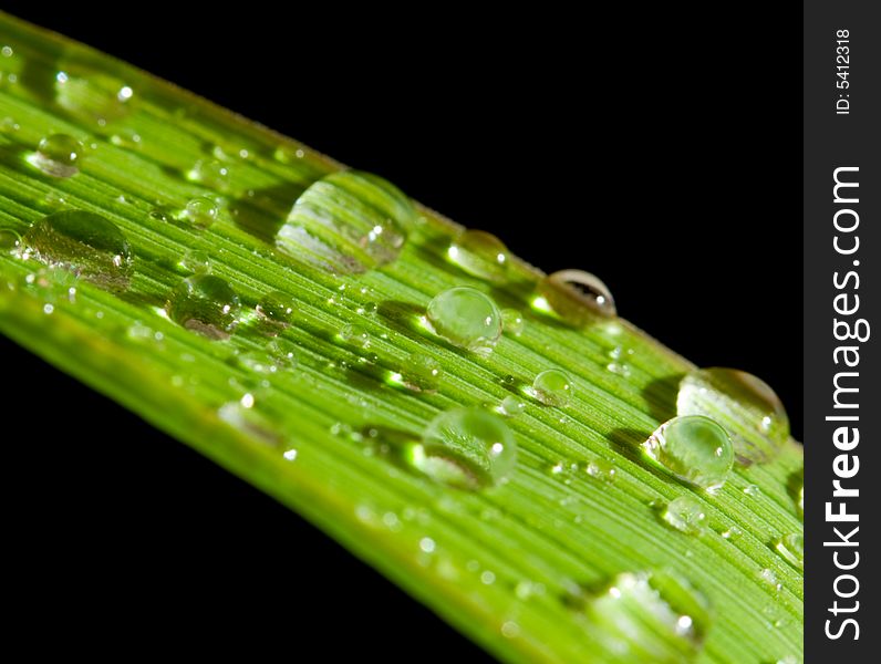 Drops of water on a green plant