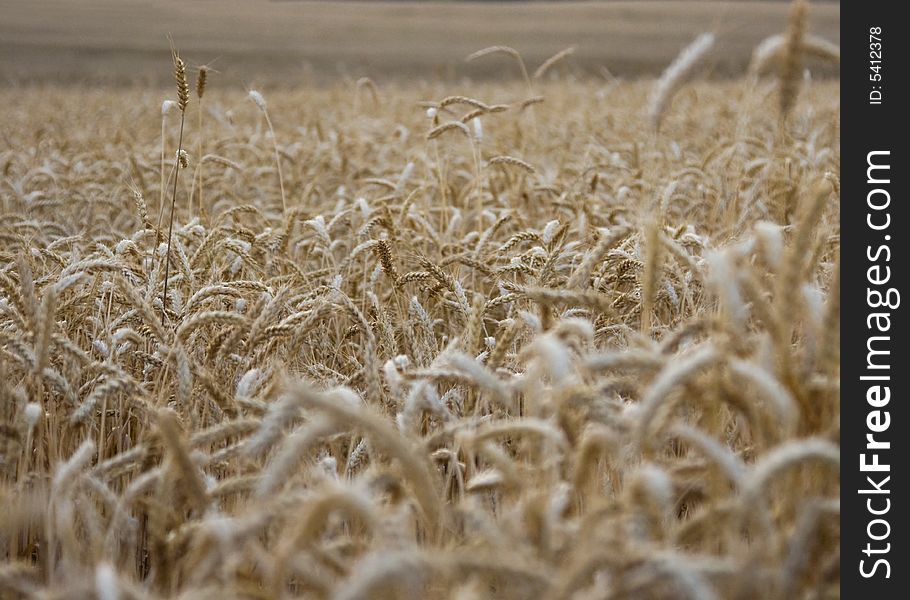 A large golden wheat field ready for harvest.