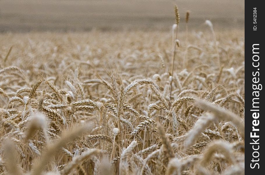 A large golden wheat field ready for harvest.