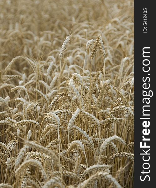 A large golden wheat field ready for harvest.