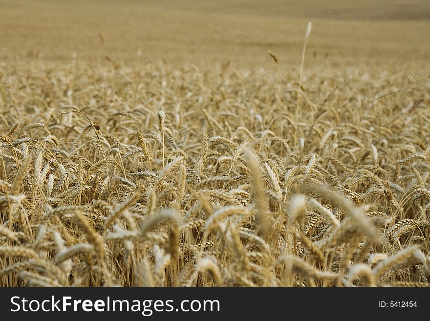 A large golden wheat field ready for harvest.