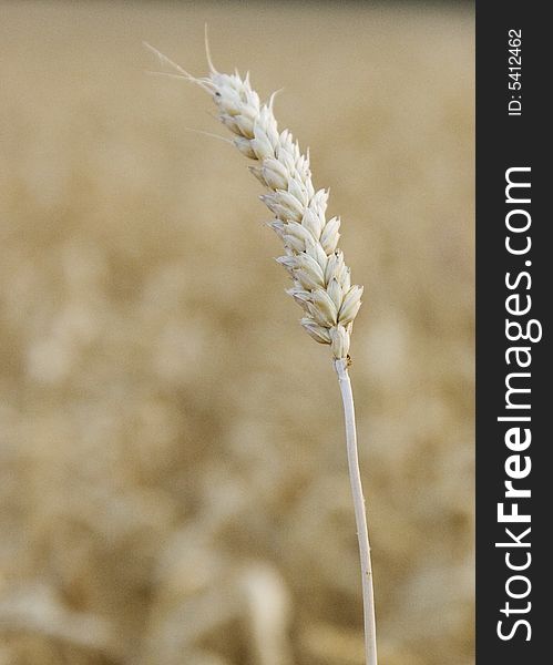 Close up of a wheat stalk in a field