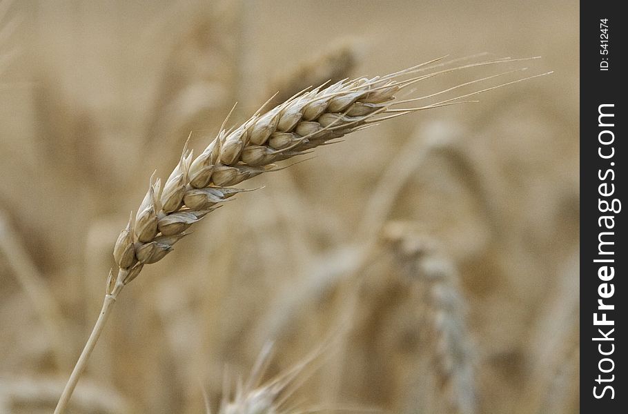 Close up of a wheat stalk in a field