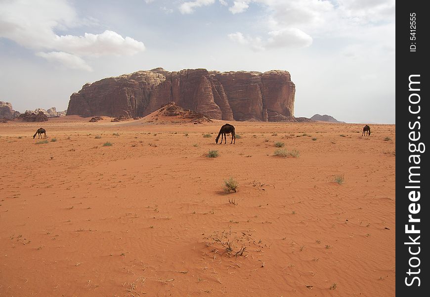 Camels walking in desert, Wadi Rum, Jordan. Camels walking in desert, Wadi Rum, Jordan