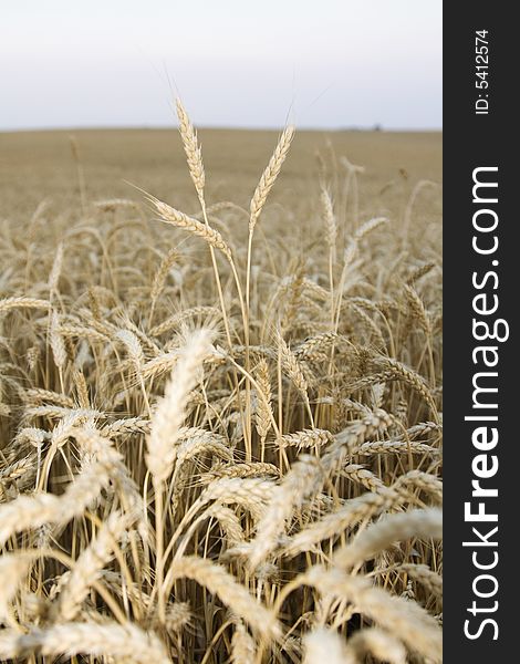 A large golden wheat field ready for harvest.