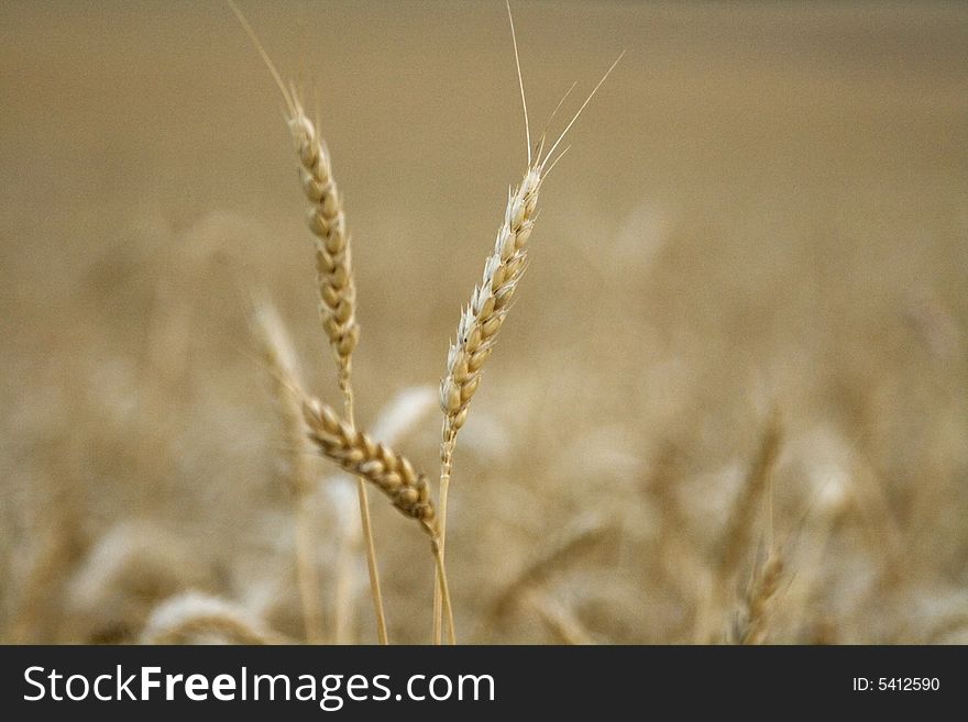 Close up of wheat stalks in a field