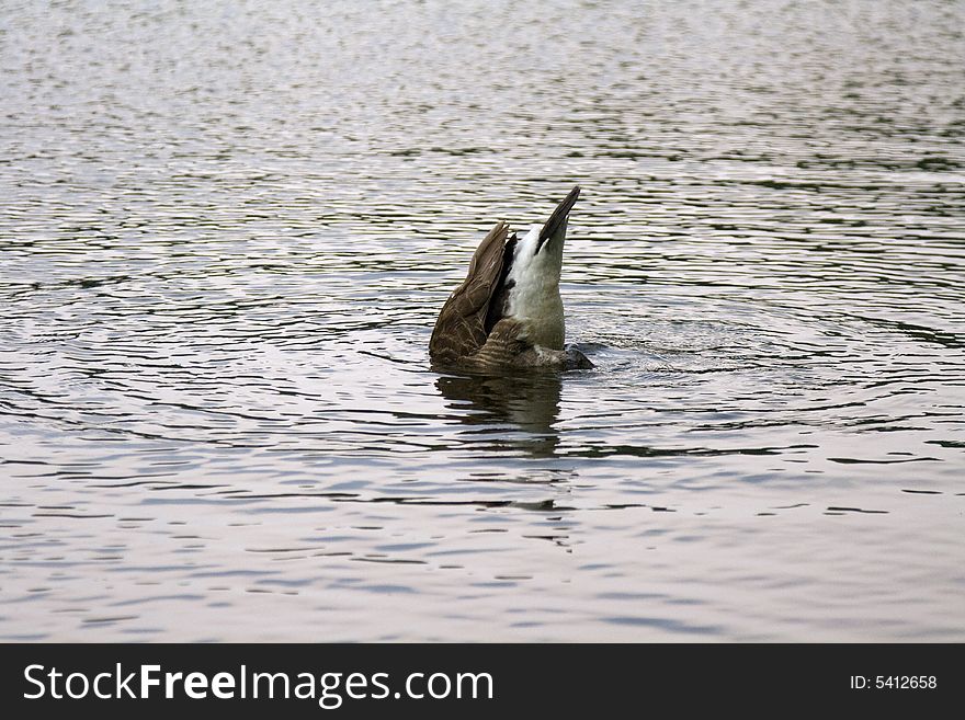 A canadian goose feeding off the bottom of a lake. A canadian goose feeding off the bottom of a lake.