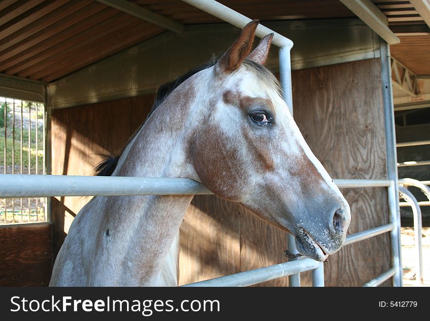 Horse looking over the stable gait. Horse looking over the stable gait.