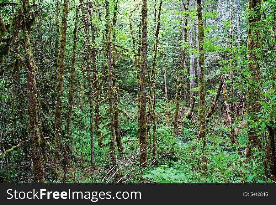 Rainforest in highlands, vicotria, british columbia, canada