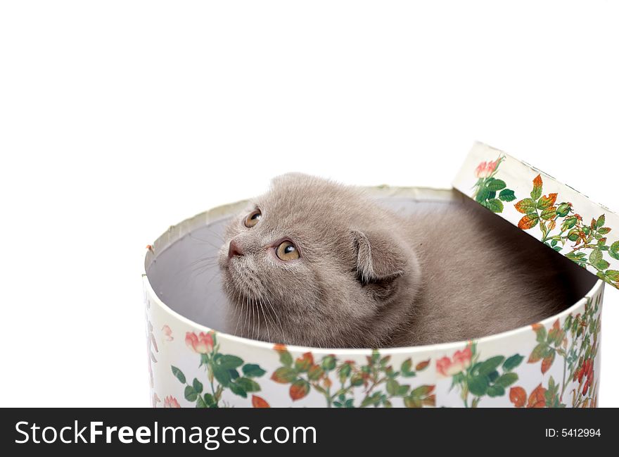 Scottish Fold kitten sits in a box