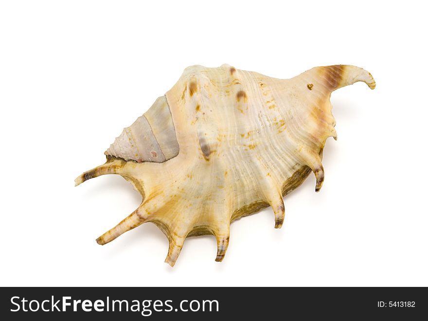 Prepared mollusk shell isolated on white with shadow