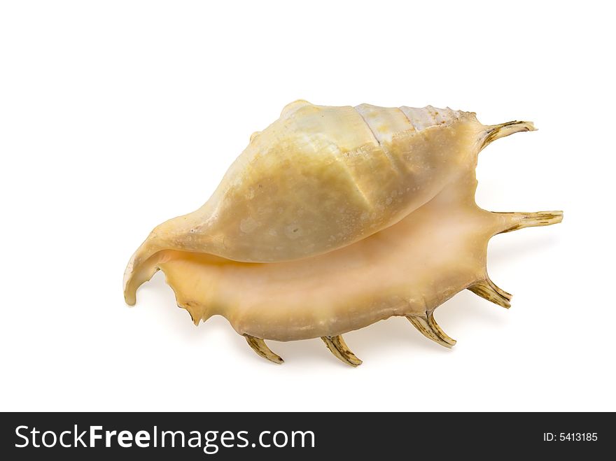 Mollusk Shell